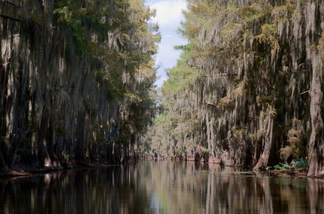 Rừng ở hồ Caddo tại bang Texas – Ảnh: flickr
